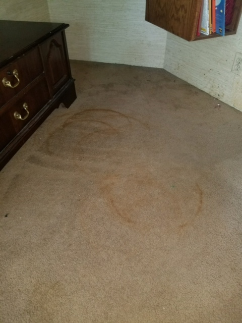 Dirty Carpet Lincoln