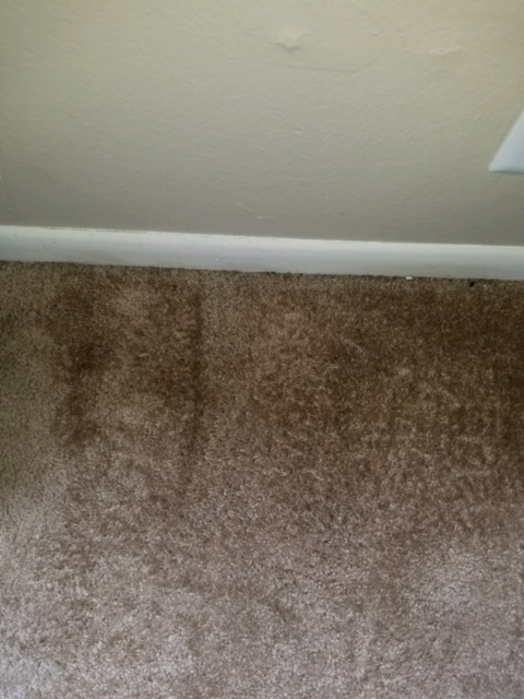 Spot Removal on Carpet