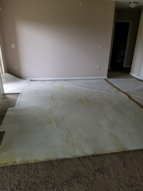 Soiled Carpet Council Bluffs